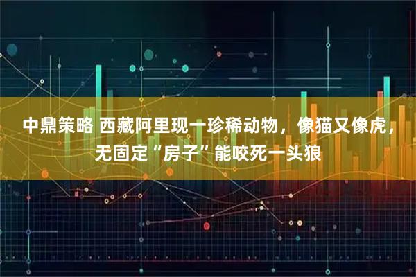 中鼎策略 西藏阿里现一珍稀动物，像猫又像虎，无固定“房子”能咬死一头狼